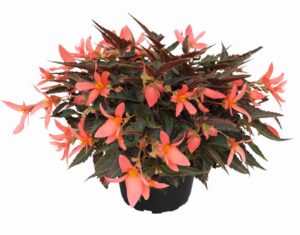 Coral Dark Elegance