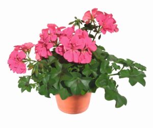 Allegria Rosa