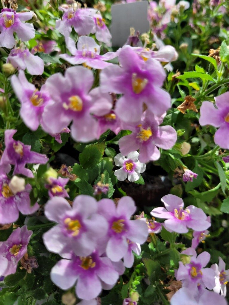 Everest Cherry Blossom