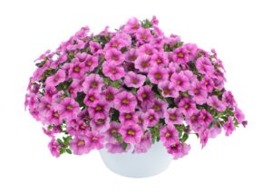 Colibri Pink Lace