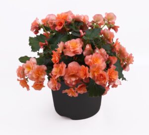 Apricot