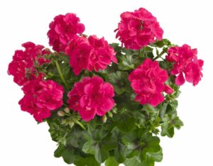 SUNFLORIX Hot Pink