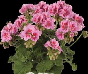 TRENDIX Lavender Pink Eye