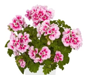 TRENDIX Pink Eye