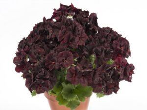 Aristo Black Velvet 12 cm
