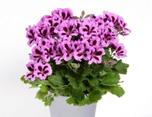 Aristo Lilac Purple 12 cm