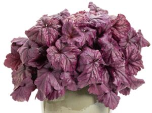 Dolce Wildberry