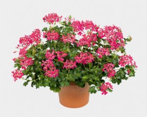 Decora Dark Pink 2 szt