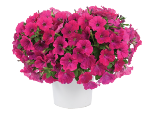 CAPELLA Neon Pink