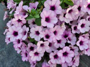 CAPELLA Pink Lace