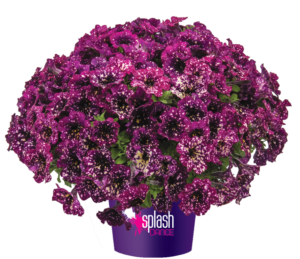 Splash Dance Magenta Mambo
