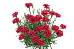 Merci Fleuri