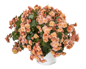 Esmay Peach