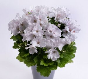 Aristo White 12 cm