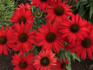 Kismet Red
