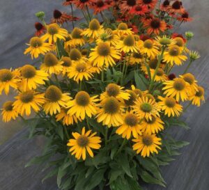 Kismet Yellow