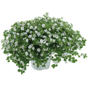 Scopia Gulliver Dynamic white
