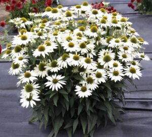 Kismet White