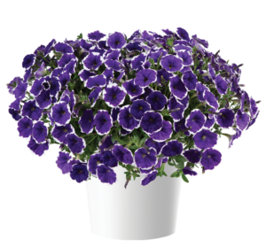 Cascadias Rim Violet