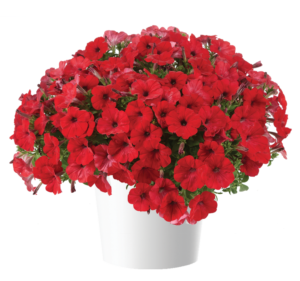 CAPELLA Ruby Red