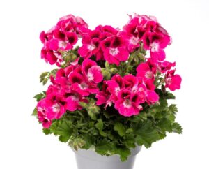 Aristo Magenta don 12 cm