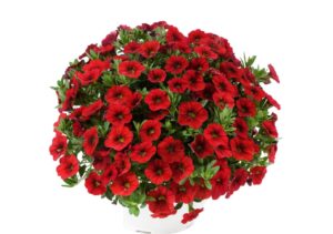 Colibri Brihgt Red