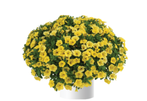 Colibri Yellow Canary