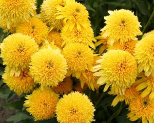 Cara Mia Yellow