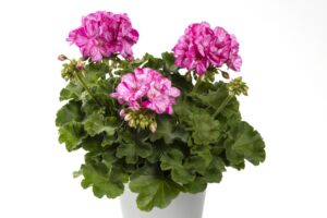 Mosaic Violet