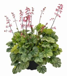 Mint Marquess