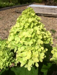 Mojito 12cm