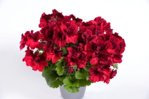 Aristo Deep Red don 12 cm