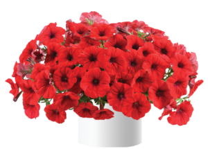 Cascadias Chilli Red