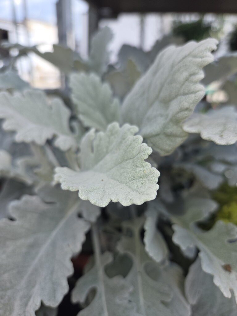 Silver Gleam - obrazek 2
