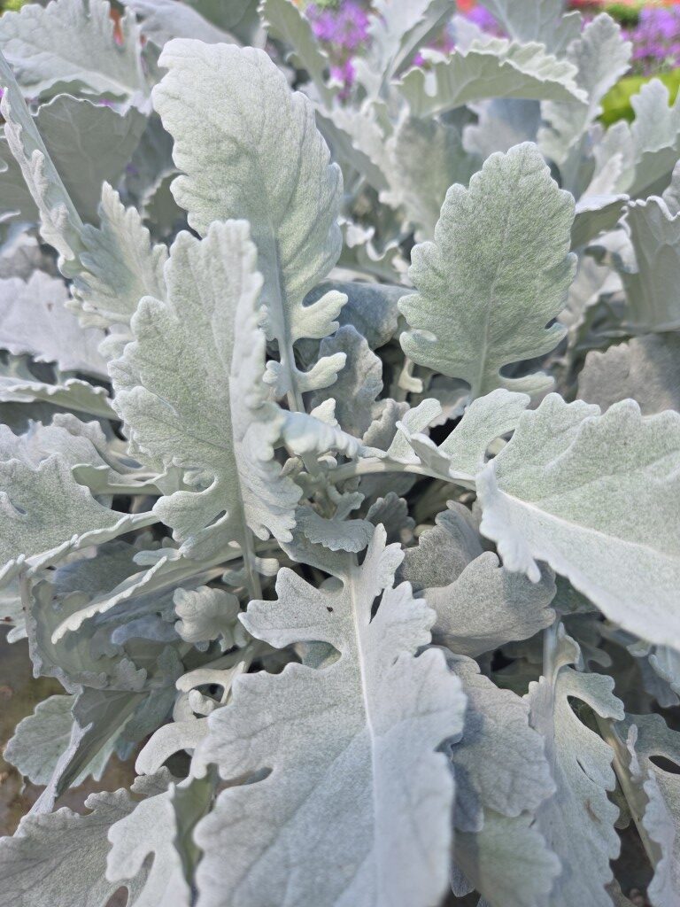 Silver Gleam