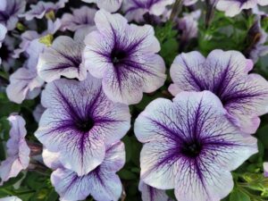 DESIGNER Blueberry Burst
