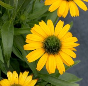 Prima Amarillo