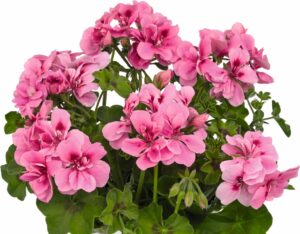 BigIX Light Pink