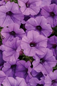 MINI VISTA Blue Violet