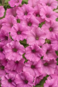 MINI VISTA Hot Pink