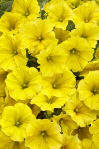 MINI VISTA Yellow