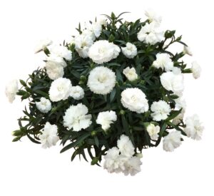 Bianco 9cm