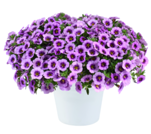 Colibri Spark Purple