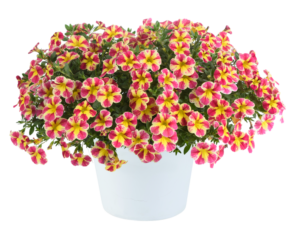 Colibri Abstract Guava