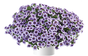 Eyeconic Purple