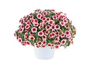 Eyeconic Strawberry