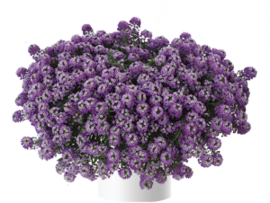 Stream Lavender