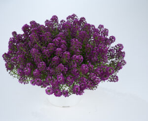 Stream Purple Impr.