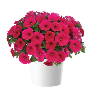 Cascadias Fuchsia