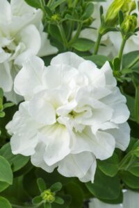 Diana